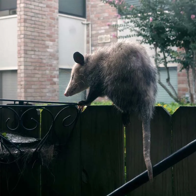 Opossum in a fence