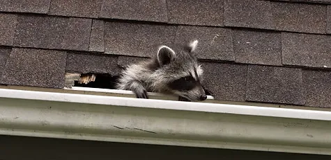 Raccoon-on-the-roof