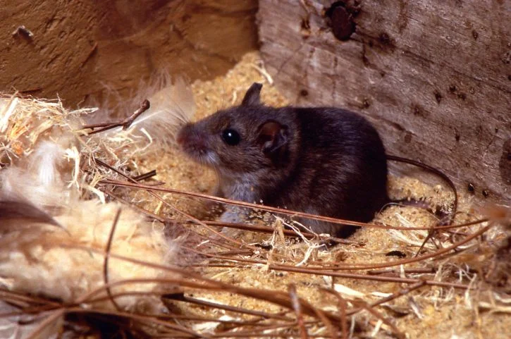 Rodent using Insulation for Their nest