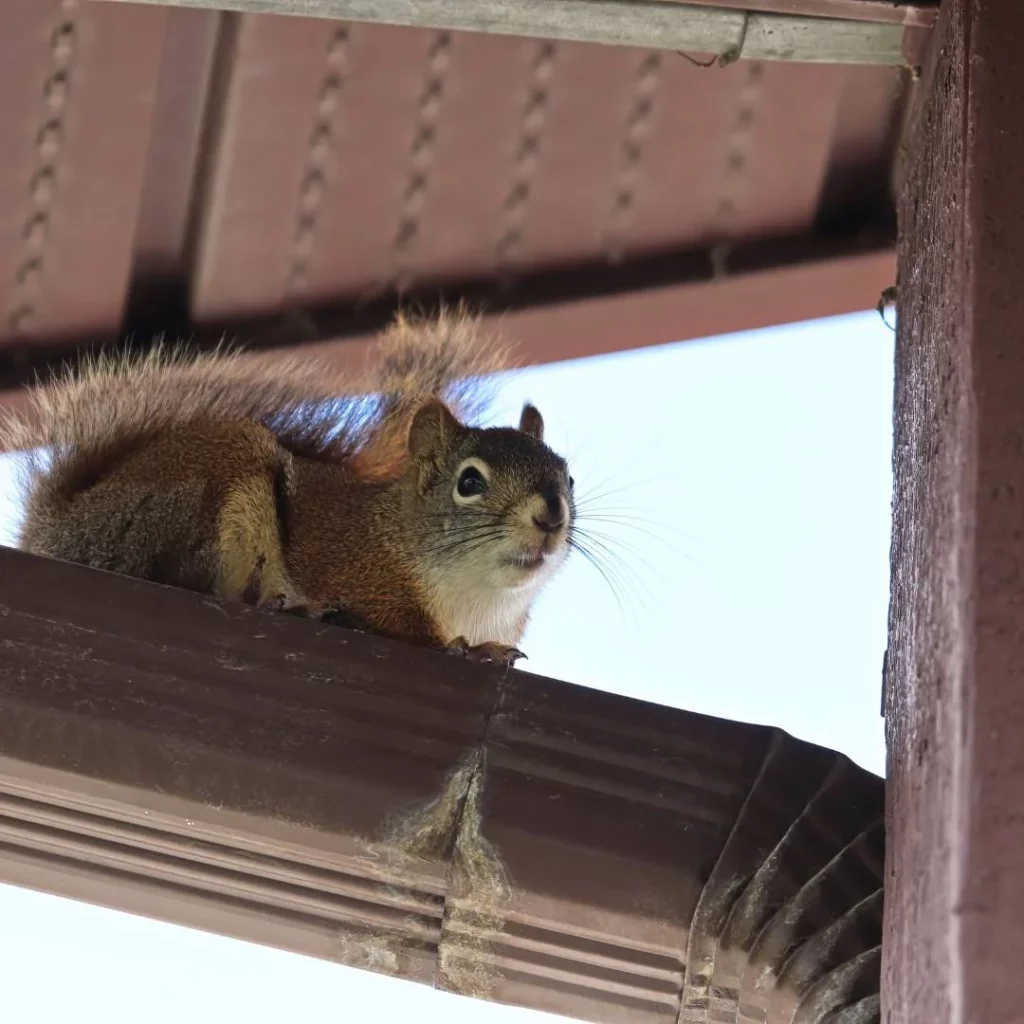 Squirrel in the attic
