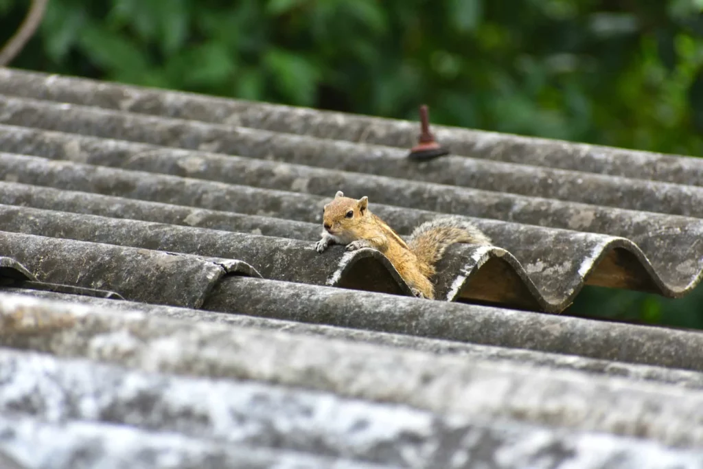 Squirrel in the roof