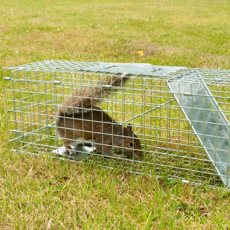 Squirrel trapped in a cage