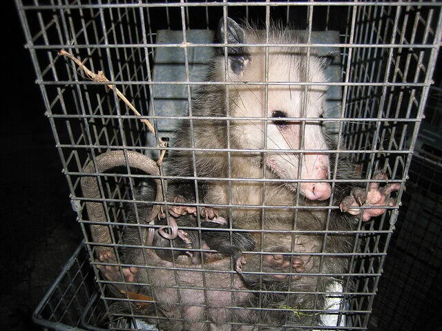 Trapped opossum