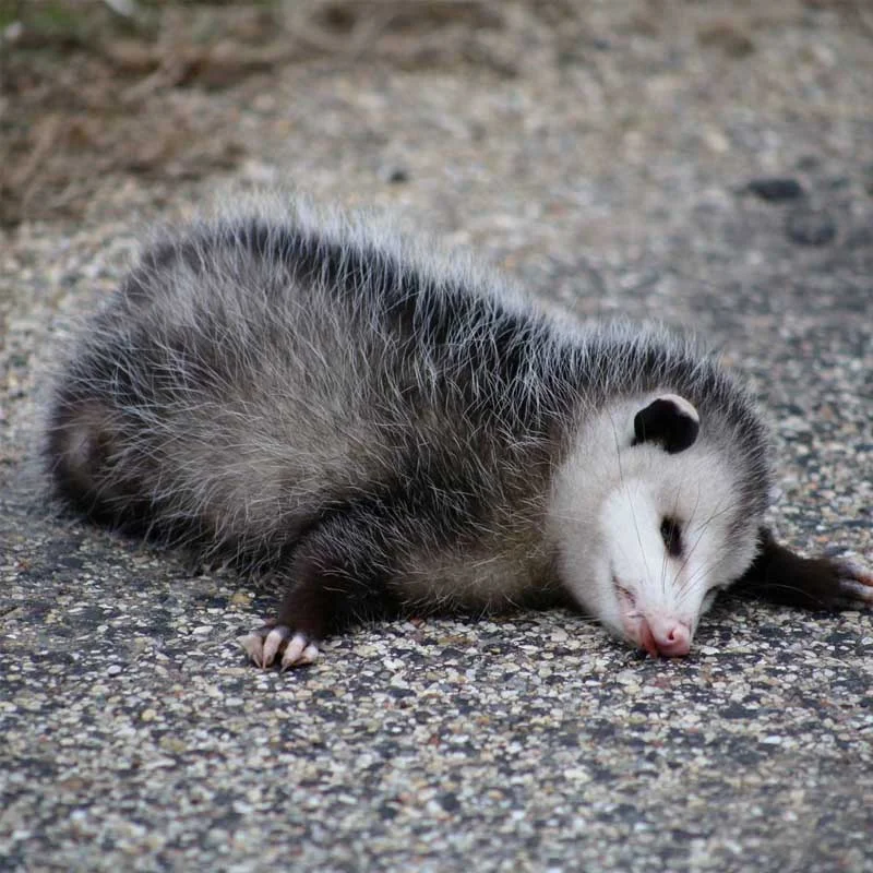 Opossums play dead