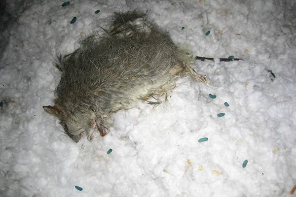 poisoned rat