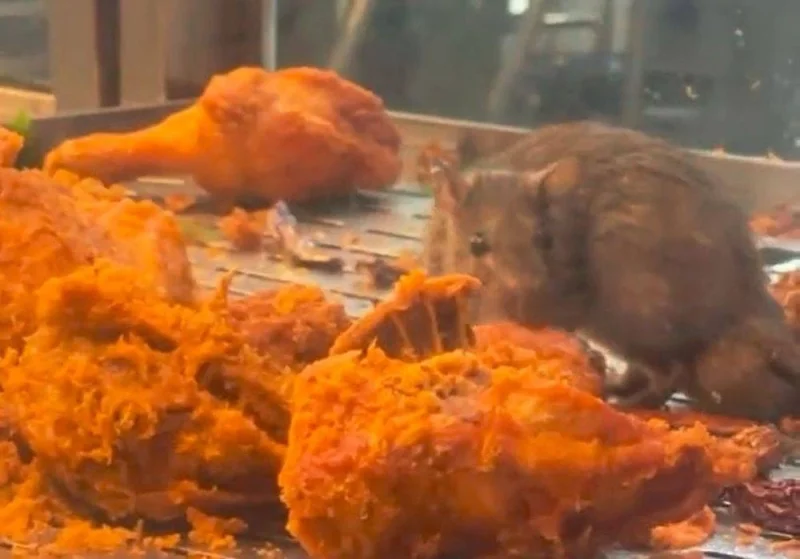 rat eating fried chicken