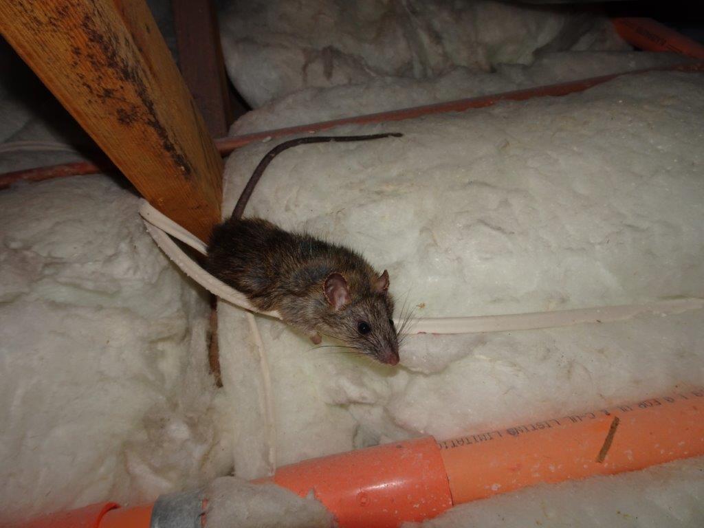 Rodents gnawing insulation
