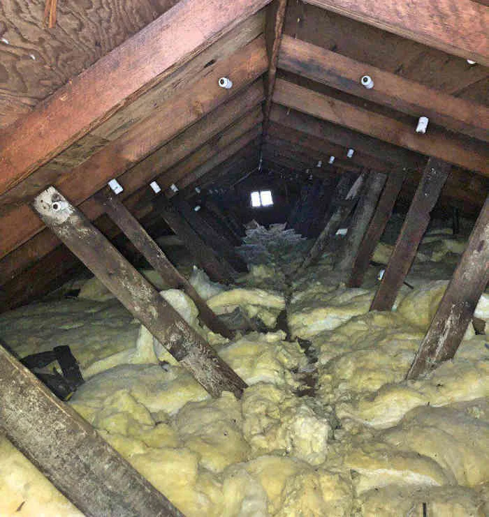 sanitizing attic and removing insulation