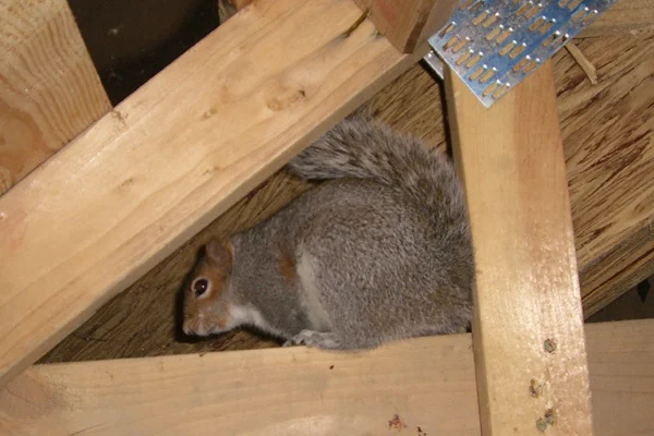 squirrel in the attic
