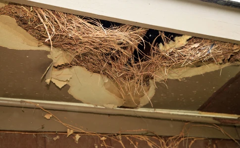 squirrel nest in the attic
