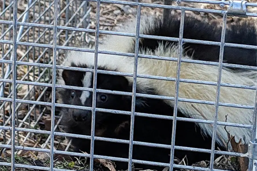 trapped skunk