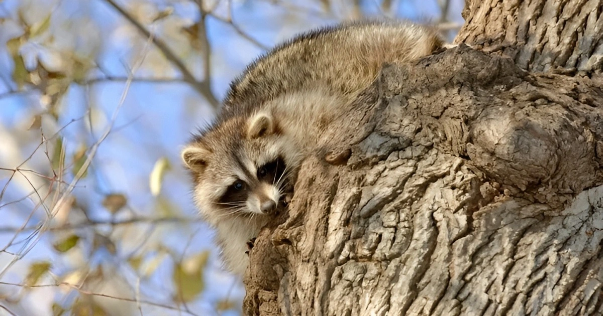 do raccoons appear in the daytime