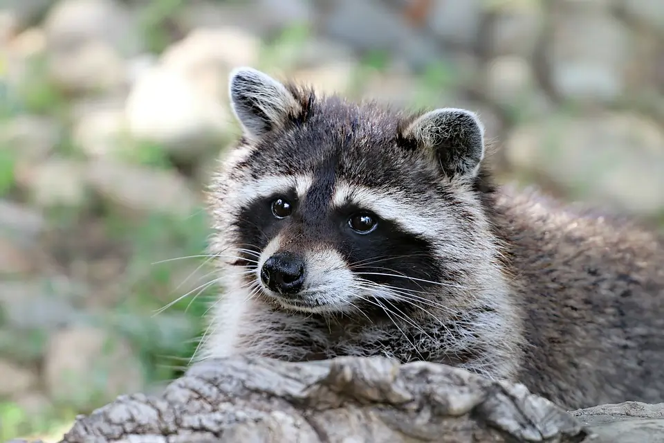 raccoons leave nerby