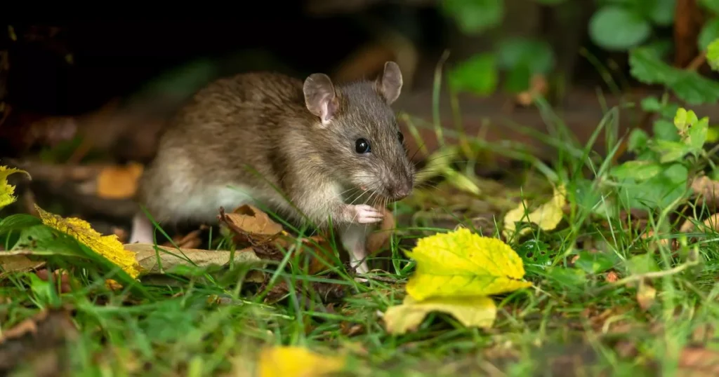 Prevention of Dead Rat Smell