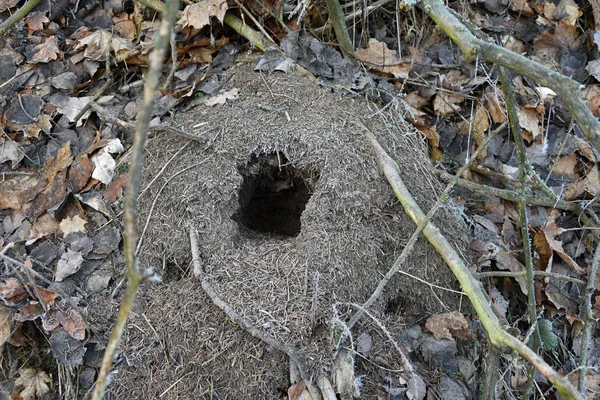 Raccoon Nest Looks Like in a Tree