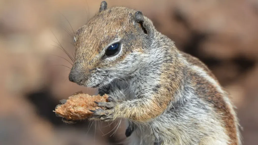 Natural Squirrel Repellent Ideas
