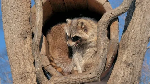 Characteristics of Raccoon Nests