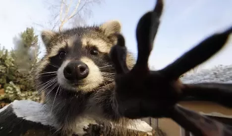 is it safe to pet a raccoon