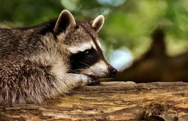 Deterring Raccoons from Your Yard