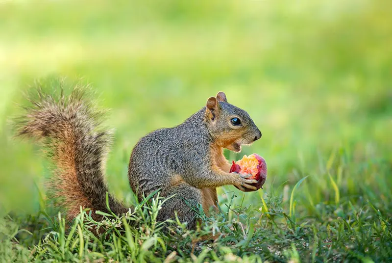 Squirrels Eating