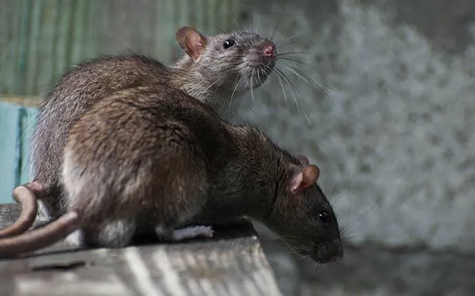 Breeds of Rats