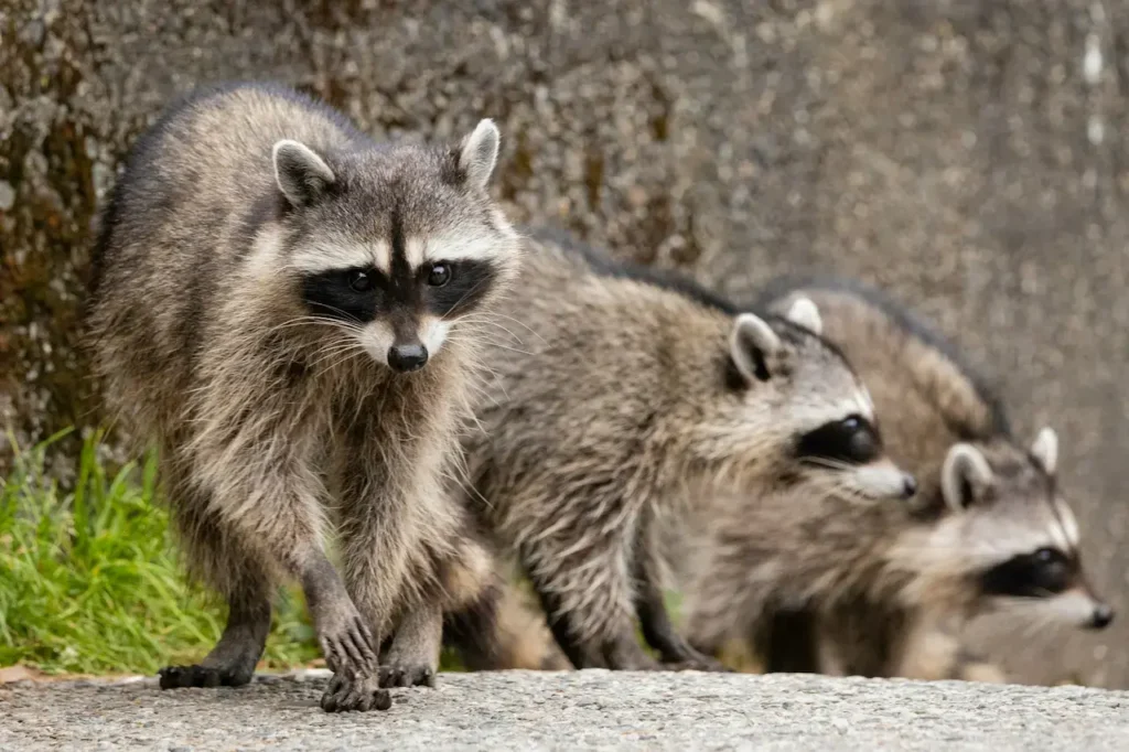 whats the smallest raccoon