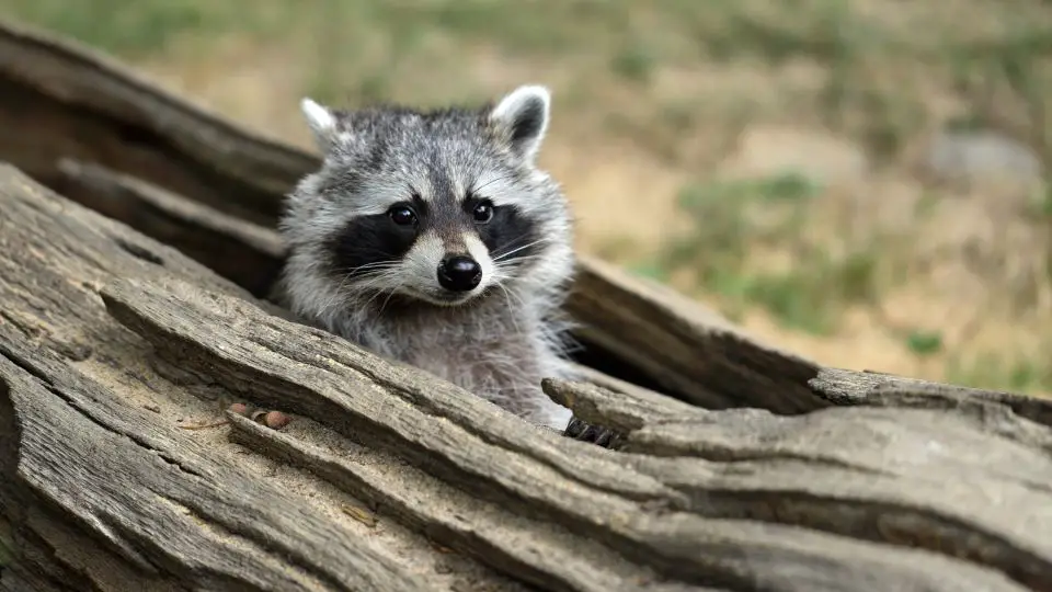 Raccoons Prefer Trees for Nests