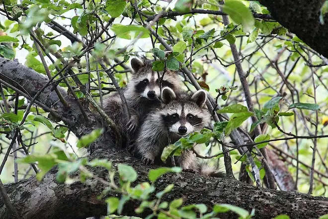 Raccoon Nests