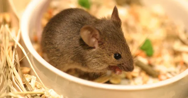 Do Mice Bite