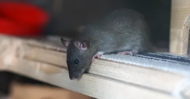 Do Mice Bite
