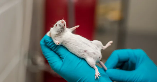 Do Mice Bite