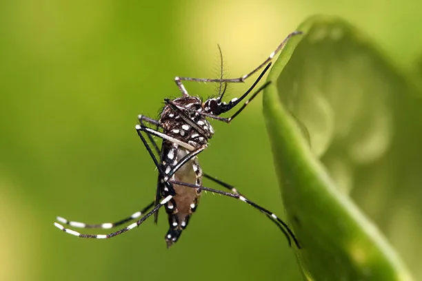 mosquitoes 2