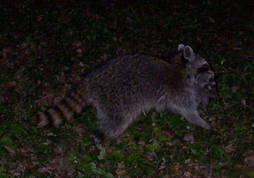 Actions When Encountering a Dead Raccoon