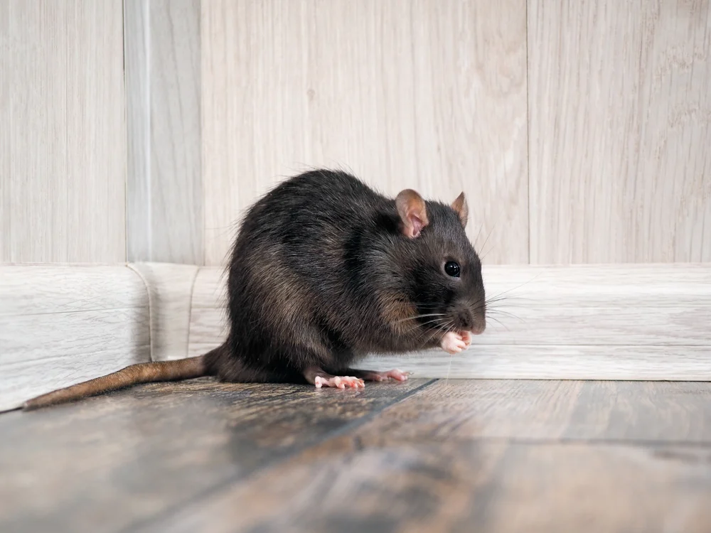 Addressing Rat Infestations