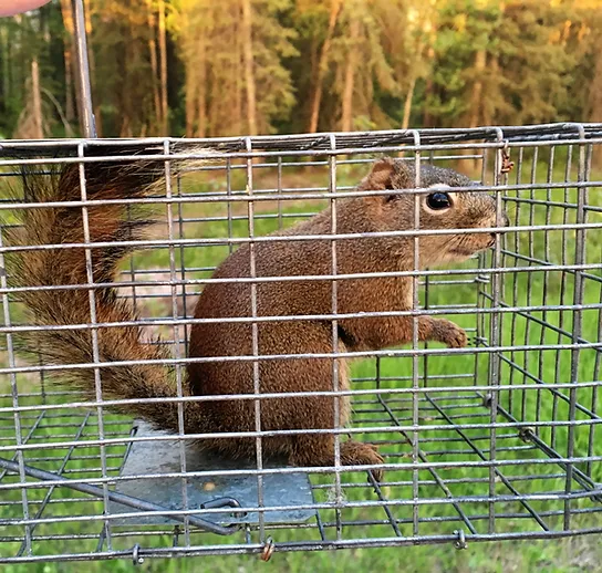 Alternatives to Shooting Squirrels