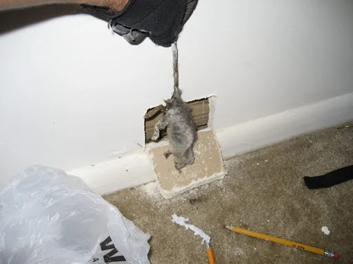 Benefits of professional intervention for dead rodent removal