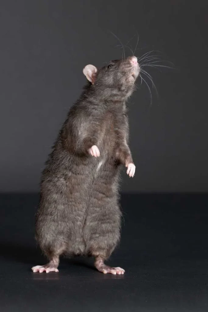 General information about Rats