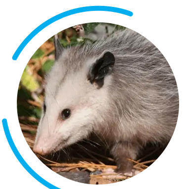 Hero opossum
