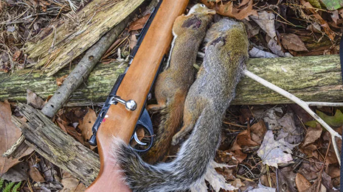 Hunting Regulations for Squirrels