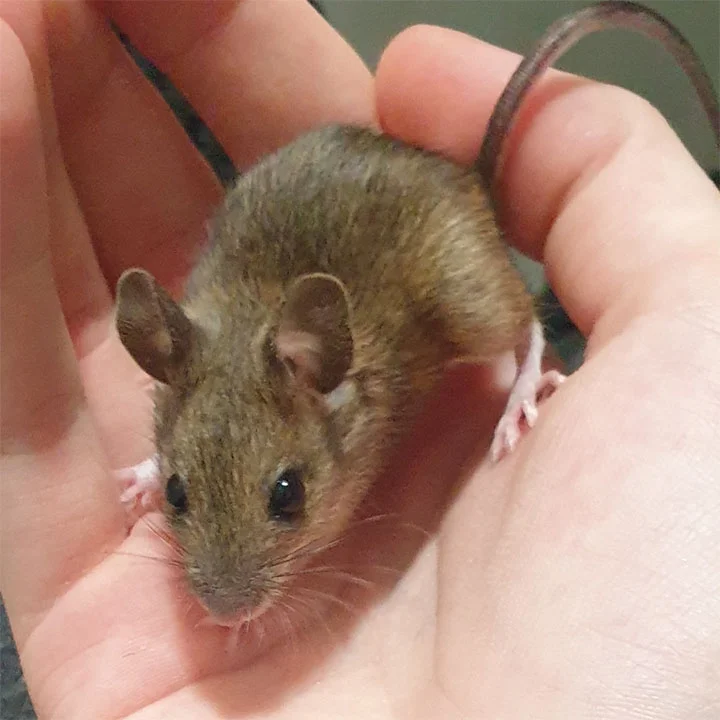 Mouse Behavior Related to Biting