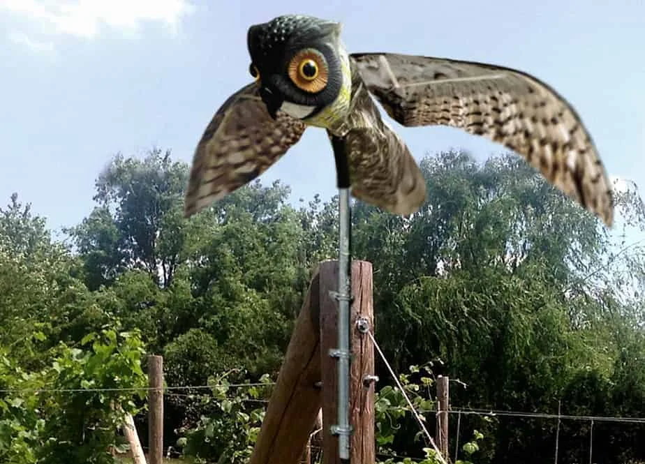 OWL Decoy for pool to scare birds