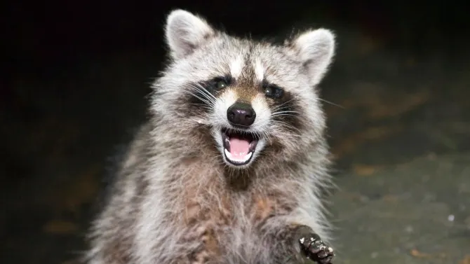Raccoon bites