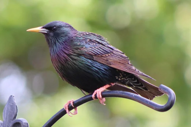 Reasons Why Starlings are a Problem