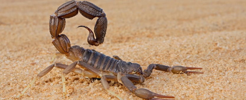 Scorpions pest info page
