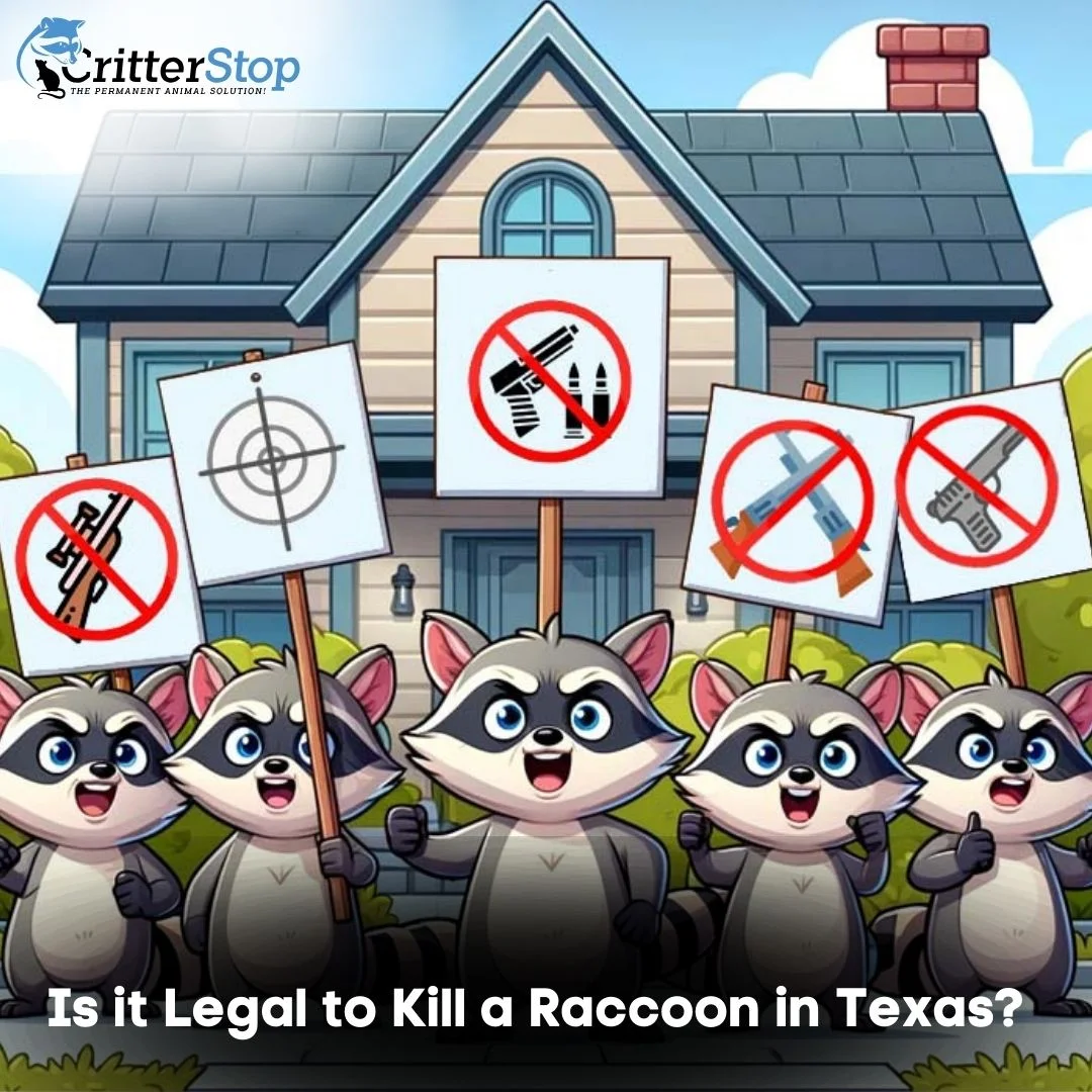 Is it Legal to Kill a Raccoon in Texas?