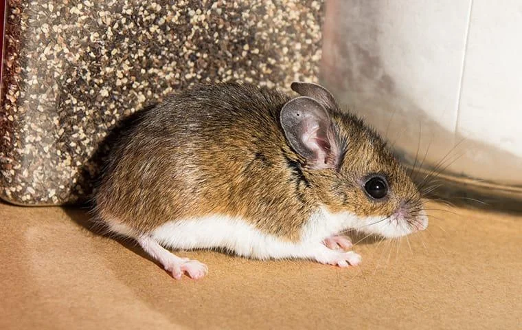 Types of rodents in Texas
