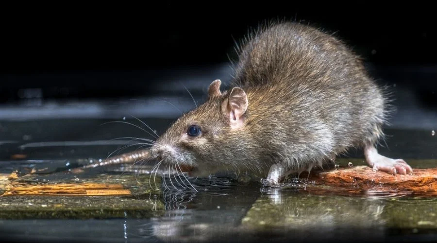 Understanding rat behavior
