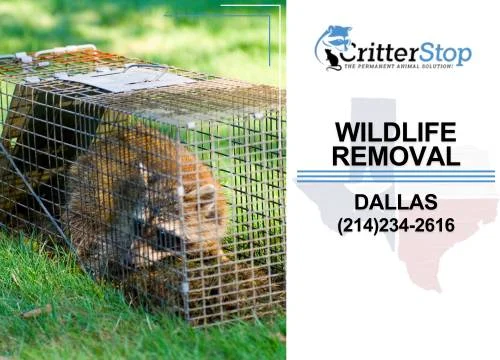 Wildlife Removal services in Dallas, Texas