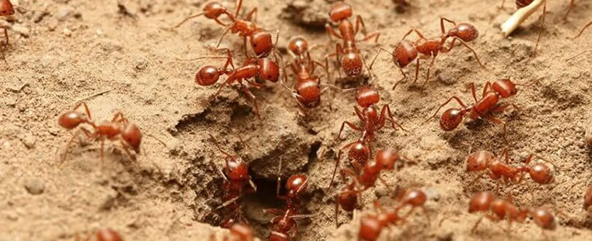 ants1