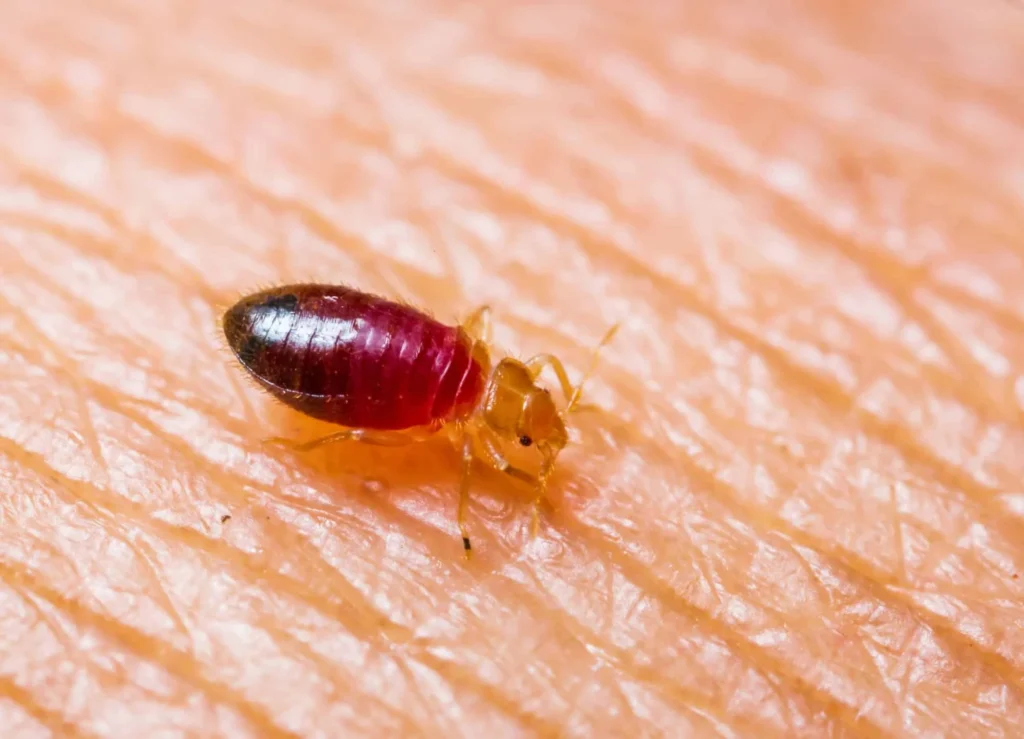 Bed Bug Infestation Treatment